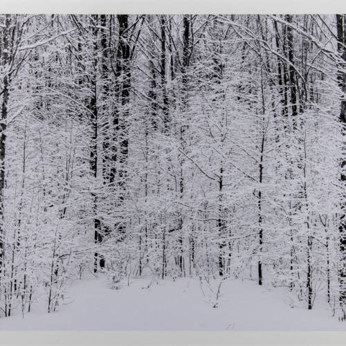 Black and white photograph of snowy trees.